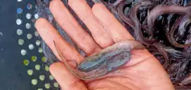 Bibit ikan lele Sangkuriang