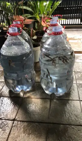 Bibit ikan lele Sangkuriang Ciledug
