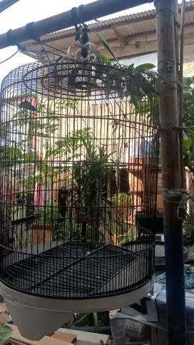 Kandang murai no.1