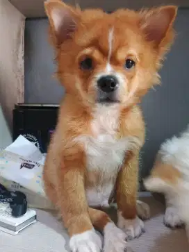 Jual murah pupy minipom jntan