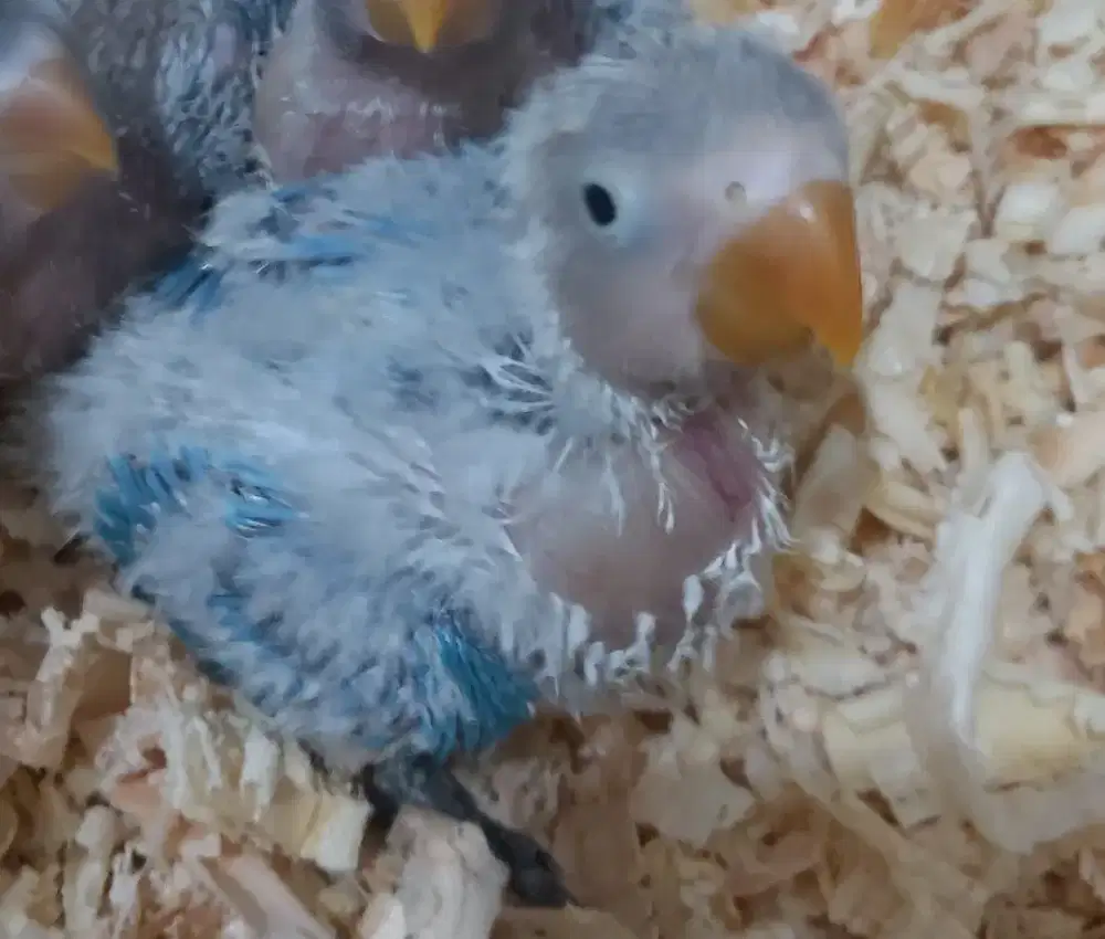Baby burung lovebird Biola Blue