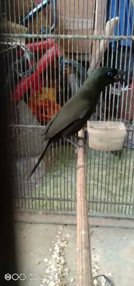jual burung murai papua jantan mata biru bunyi udh makan pur total