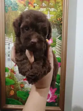 Poodle warna choco jantan