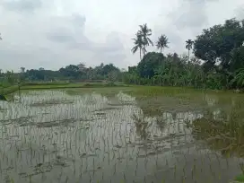 Land For Lease 20 Years 16,9 Are Near Seseh Beach Munggu Canggu Bali
