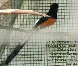 Murai batu Bahorok ekor 22
