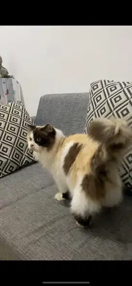 Kucing Ragdoll Tortie Bicolor Betina