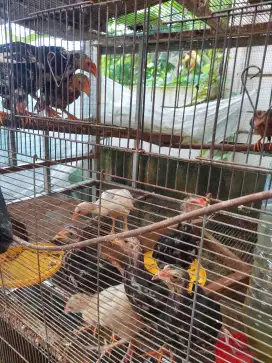 Ayam kampung x bangkok