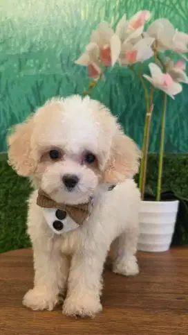 Poodle party # JANTAN