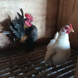 Ayam Serama dan Kate Sepasang Indukan Muda