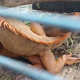 SEPASANG RED IGUANA BARU KAWIN