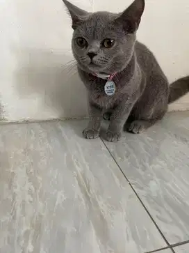 Kucing british short hair pure BSH
