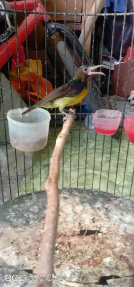 jual burung kolibri manggar jantan bunyi bunyi