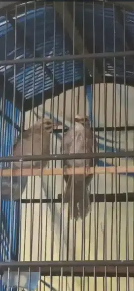 Cucak rowo sepasang anakan umur 3 bulan