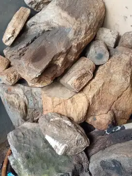 Jual fosil kayu