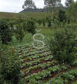 DIJUAL CEPAT DAN MURAH TANAH KEBUN DI GARUT