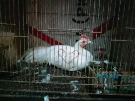 Ayam Bekisar putih bocor