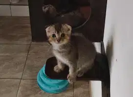 Kitten BSH golden black X Scottish