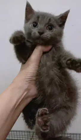 Lepas adopsi kitten bsh