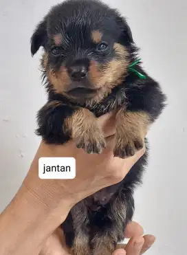 Anakan Rottweiler