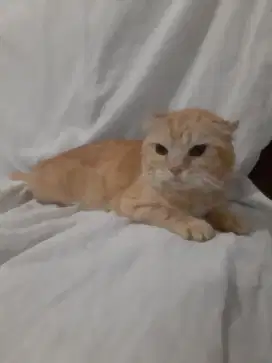 Kucing BSH British short hair Scottish short hair