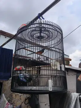 Murai batu medan