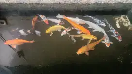 Jual ikan koi + mesinnya (edisi bongkar kolam)