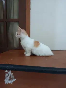Munchkin/kaki pendek jantan