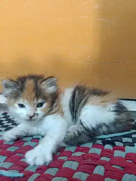 Lepas adopsi peranakan Persia medium bigbon dn Persia mixdome betina