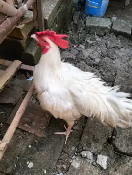 Ayam Jago Pelung Putih