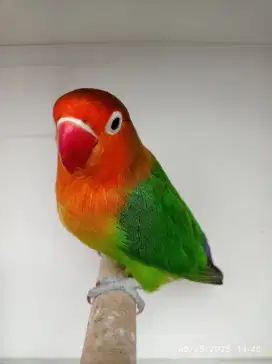 Lovebird Green Fischeri