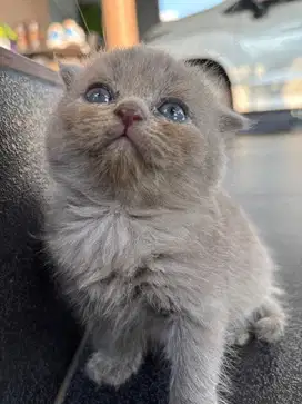 Kitten BSH x Scottish Fold