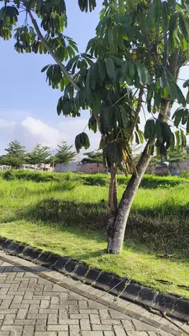 Lokasi Strategis! Tanah Dau Promo Dekat Kampus UIN