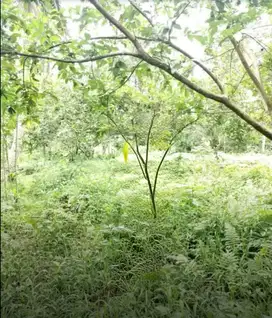 Dijual Tanah di Ds Citalahab, Banjar, Pandeglang, Serang, Banten
