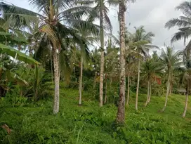 Dijual tanah perkebunan murah view laut di desa lumbung Tabanan bali