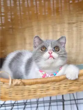 British shothair kitten