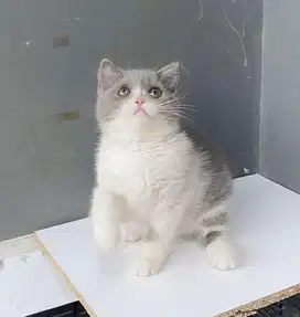 British shorthair nonped
