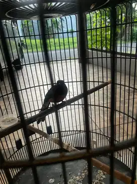 Burung murai mapan gacor