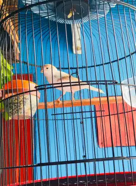 Burung Kenari Panda Jantan Muda Wiksar Rajin ( Burja)