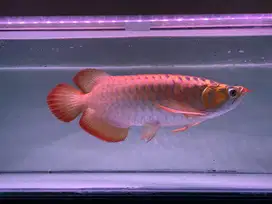 Ikan arwana cakep body petak metalik kencang size 39cm