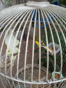 Jual burung kenari loper sudah gacorr vidio by wa