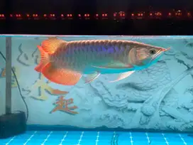 Ikan arwana mantap ekor lebar 36cm