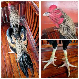 Jago Bangkok Jalak khusus pacek, lagi mabung dan Negoo