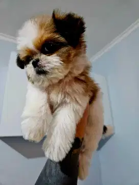 Anjing Shih Tzu super mini