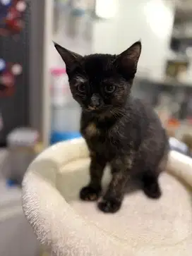 British shorthair Pure Black Tortie