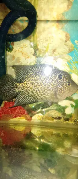 Ikan Louhan betina Kamfa