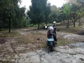 di jual tanah perkebunan durian/manggis/lengkeng di leuwisadeng Bogor