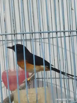 burung murai betina