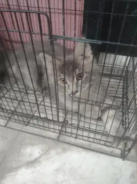 Open adobt Maine Coon mix persia