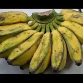 Pisang Kepok Kuning