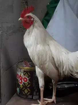 Ayam kampung jago